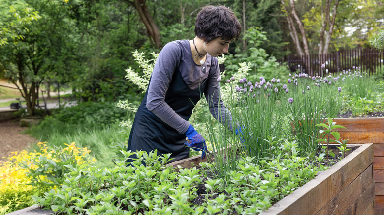 Woman tending plants in wooden raised garden bed