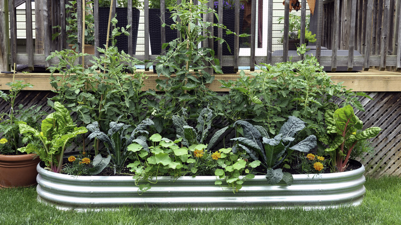 Galvanized metal raised bed garden with rounded edges