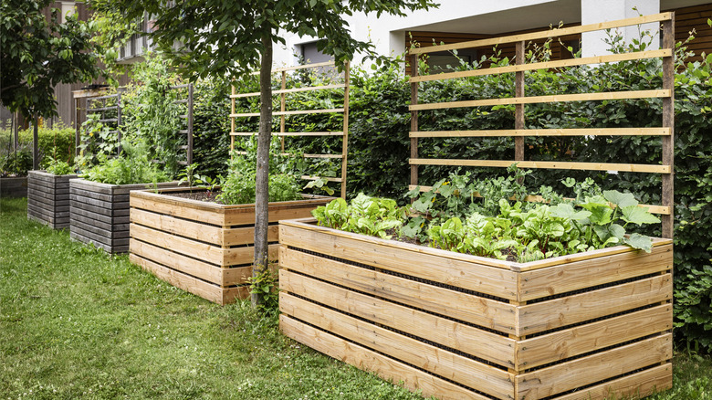 Wooden raised beds with trellises