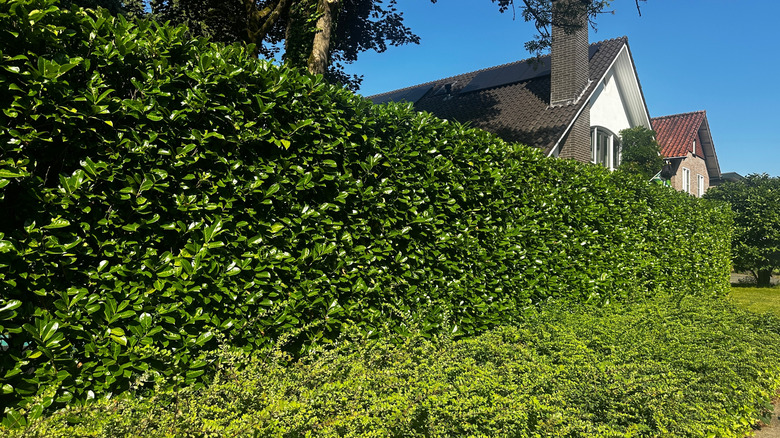 A house with a thick hedge in front of it, blocking most of the view