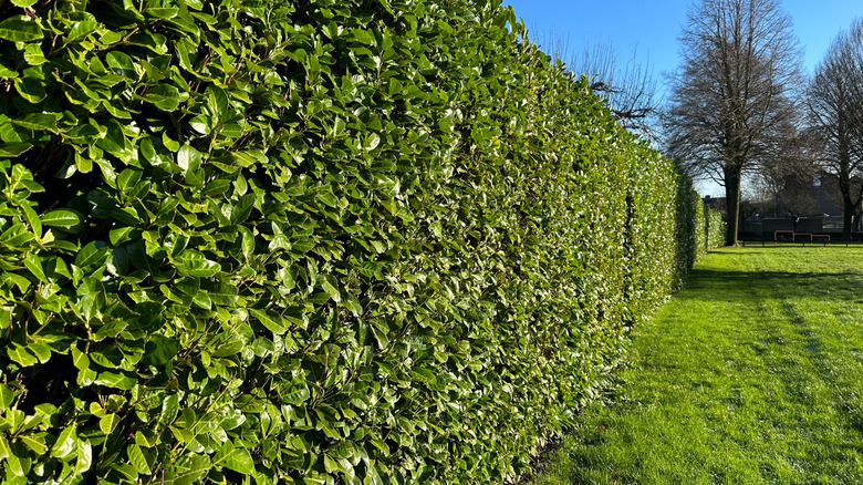 A line of hedges installed in a backyard for added privacy