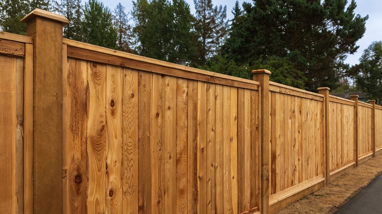 White cedar fence in backyard