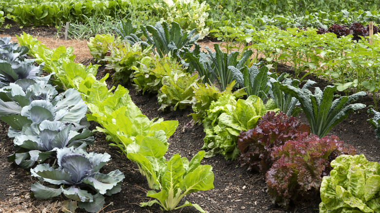 vegetable garden in rows with green and purple leafy plants.
