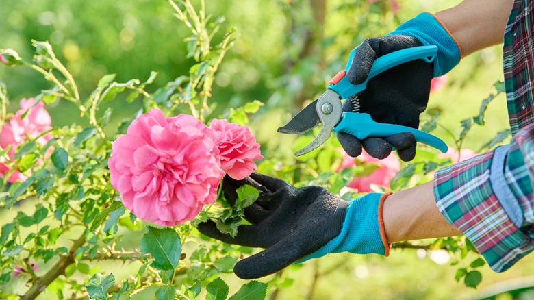 person with blue and black gloves holding a pair of pruning shears and trimming a flower bush