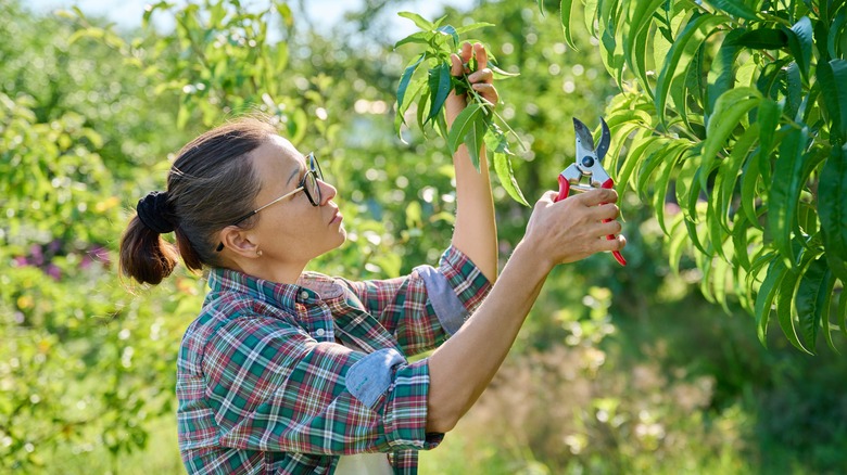 A woman using pruning shears to trim a tree