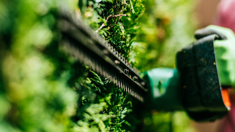 Double-bladed hedge trimmer with blade guard close-up against the side of a hedge