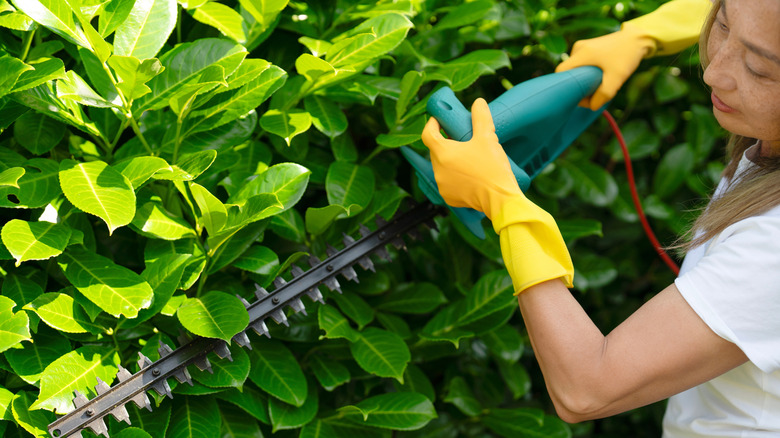 Woman using electric hedge trimmer on a shrub