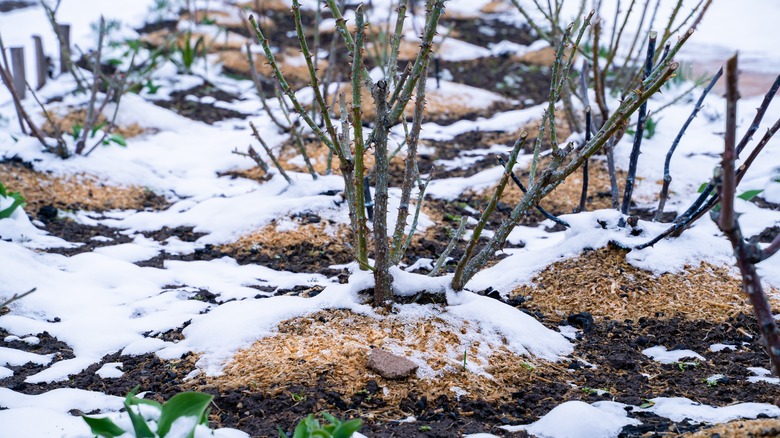 Mulch around rose bushes in the snow