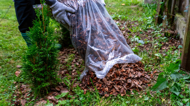 Woman pours bark mulch around saplings and garden before winter
