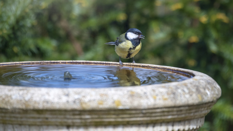 bird standing on concrete birdbath