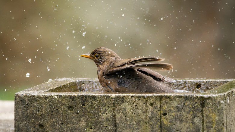 bird splashing in concrete bath