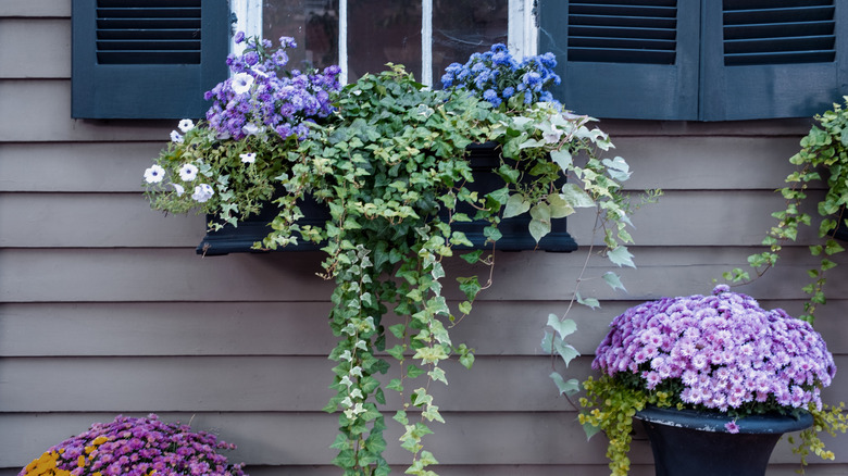 painted wooden window box hangs from a house