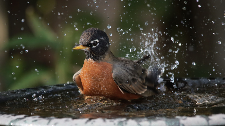A bird splashing around