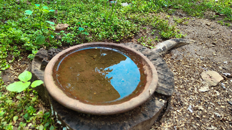 Ground-level birdbath among some ground cover