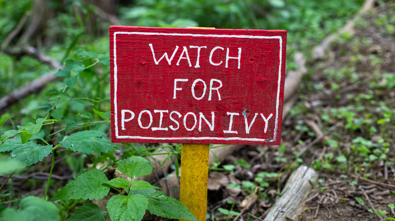 Red poison ivy warning sign by hiking trail