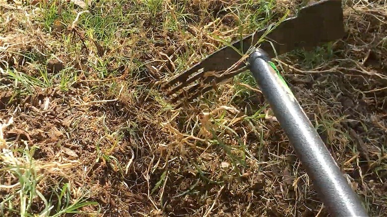 Digging up Bermuda grass with a hoe