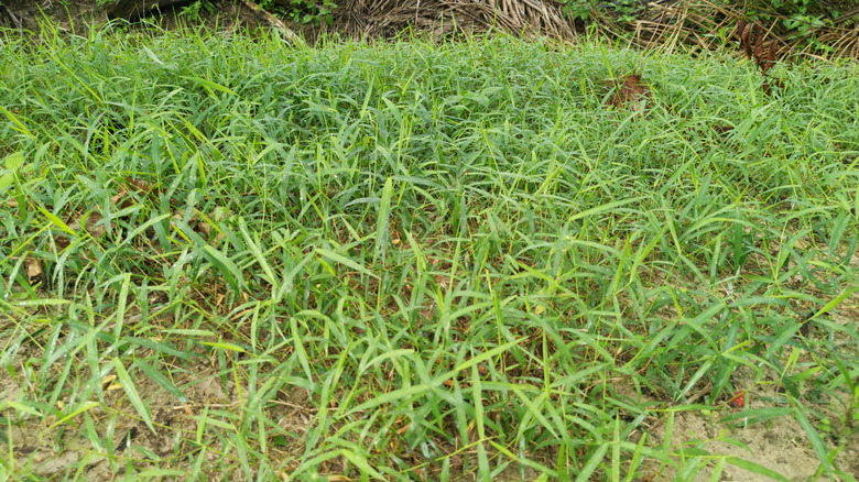 close up of Bermuda grass