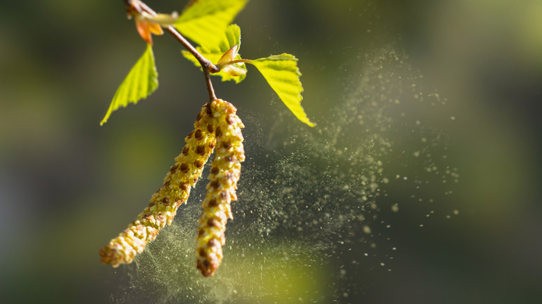 Pollen flying through air off tree