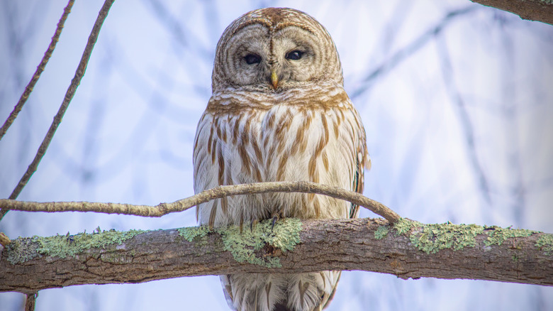 Barred owl on a branch