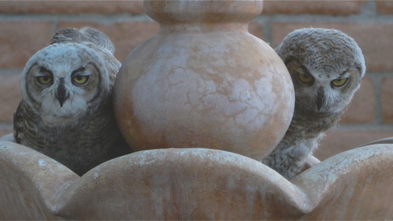 Baby owls in a birdbath or fountain