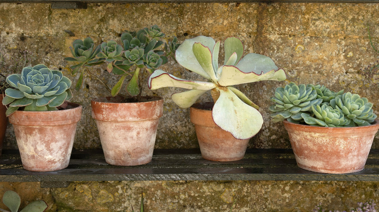 weathered terracotta pots