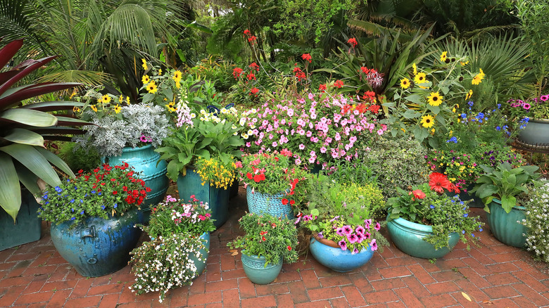 Blue ceramic pots full of flowers on display