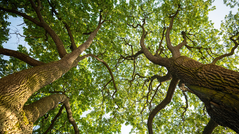 Oak trees providing canopy and shade