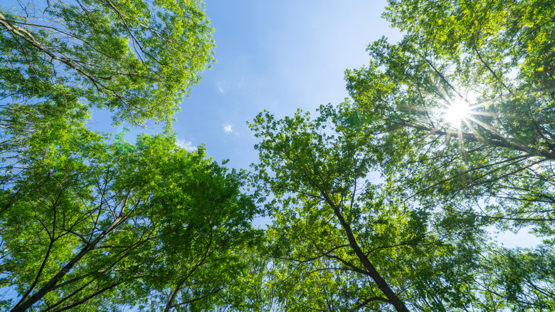 Sunbeams broken up by a canopy of leafy green trees against a blue sky.