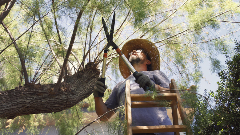 Man in a straw hat standing on a ladder reaching up with a lopper to cut branches off a tree.