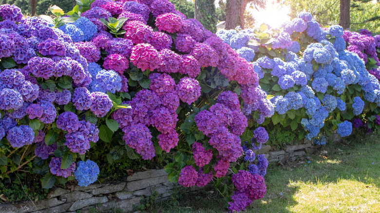 A lush hydrangea hedge with colorful flowers