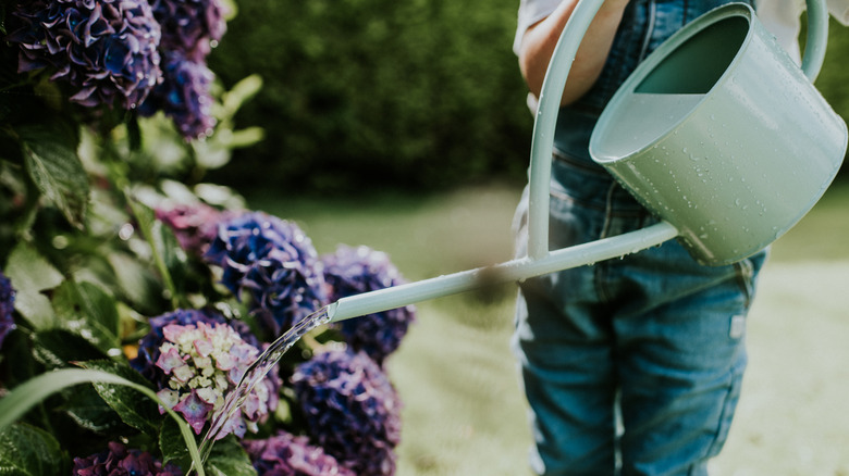 A watering can waters hydrangea shrub