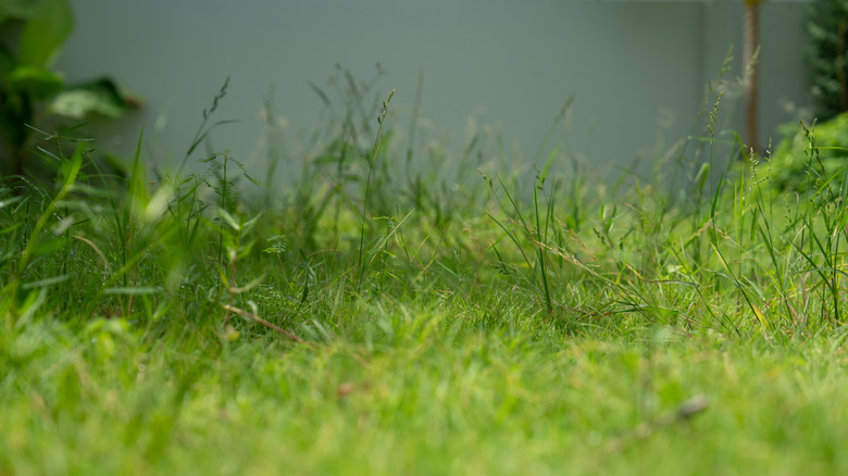 Overgrown grass in a yard