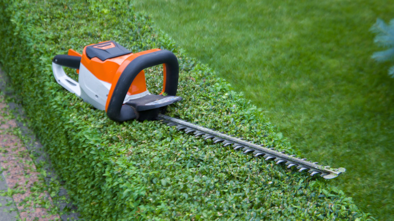 Hedge trimmer on shrubs