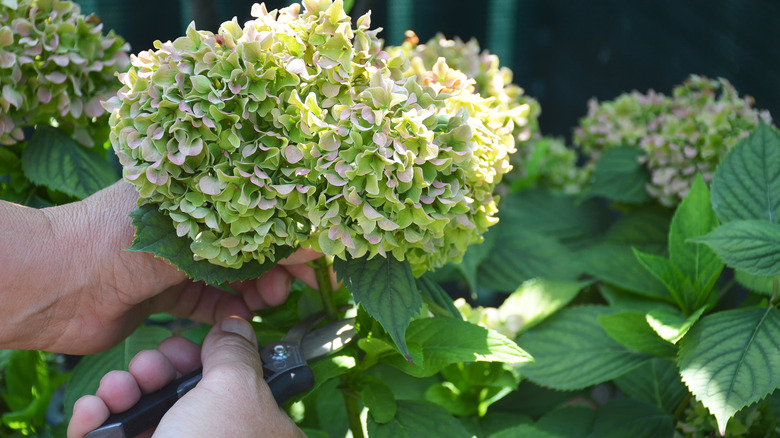 Person deadheading hydrangea close up