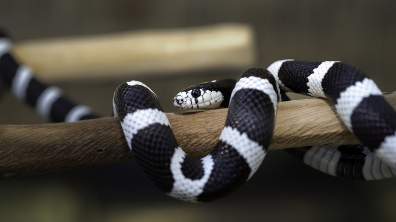 A black and white king snake wrapped around a branch
