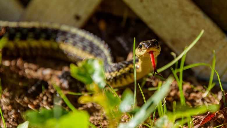 Garter snake slithering across a lawn