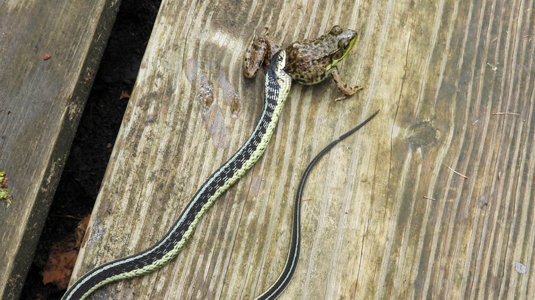 A garter snake eating a frog