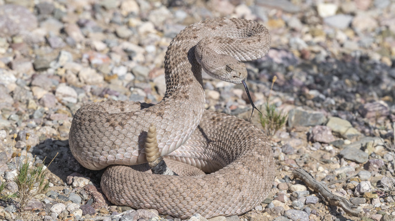 A rattlesnake with its tongue extended and rattle held upright