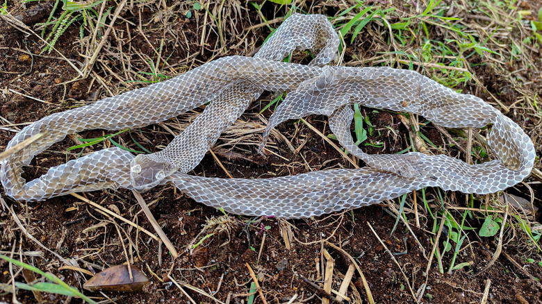 A shedded snake skin on grass