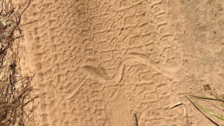 A snake trail in sand