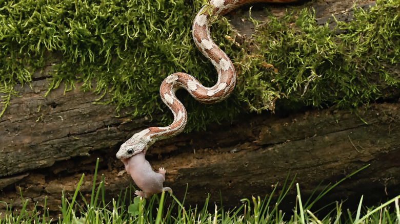 A corn snake eating a rodent
