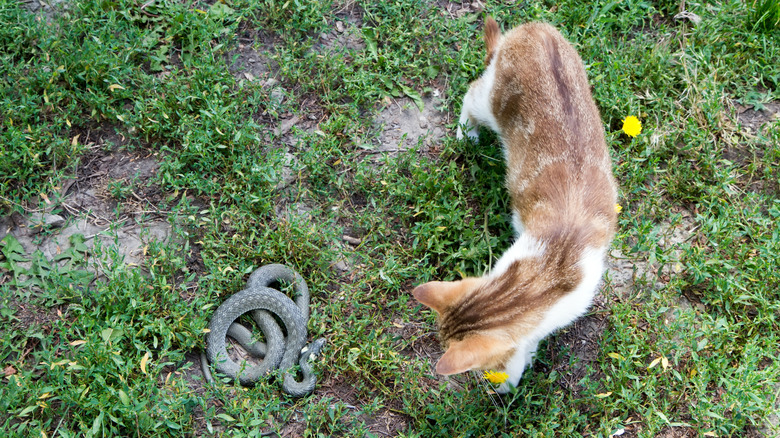 A cat examining a snake in a garden