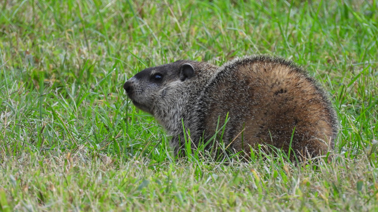 A groundhog roams through grass in a park