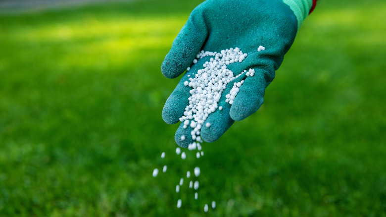 A gloved hand spilling fertilizer pellets onto a green lawn