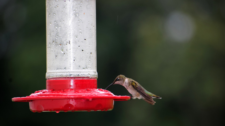 A hummingbird at a feeder