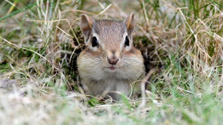 Chipmunk popping out of hole