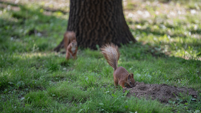 squirrels digging in grass