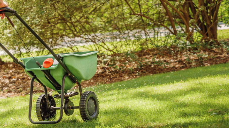Pushing a spreader with grass seed in it