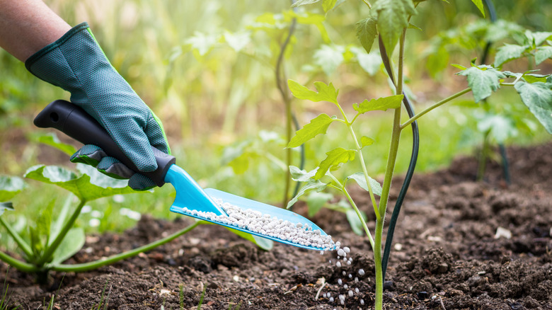 Gloved hand fertilizing plants in a garden during summer