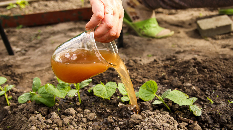 Pouring a natural liquid fertilizer on cucumber plants